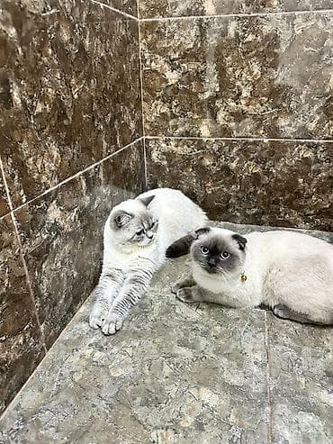 Gəmiricilər: Britan — 7