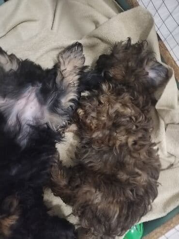 balaca itlərin qiyməti: Məhsul: Yavru itlər (iki bala) Təsvir: - Cins: Kiçik ölçülü, uzun — 3