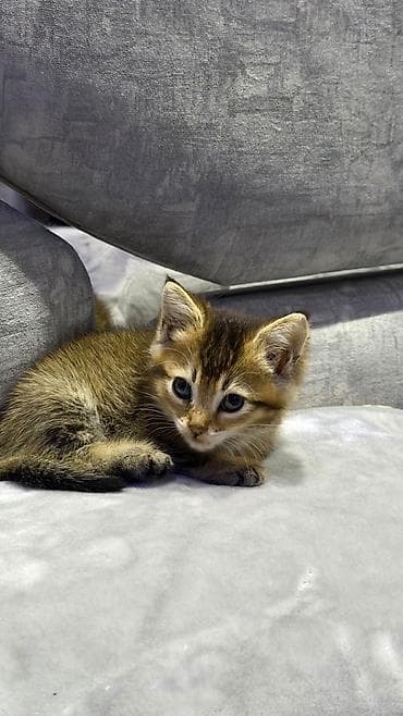 Tabbi