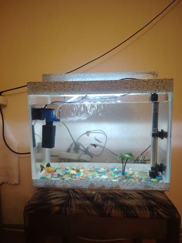 gencede it satisi: Baliqlar $ - Şüşə akvaryum, üst qapaqlı dizayn (qapaqda damcı naxışlı — 1
