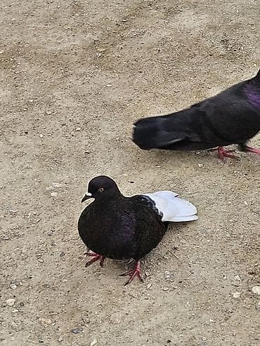 ev pisiyi satisi: Aquyruq maya tutulma quşdu esenerdendi real almaq isdiyen buyursun — 3