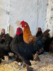 Inəklər, öküzlər: Toyuq, Yumurtalıq, Ünvandan götürmə — 1