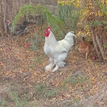 Gəmiricilər: Brama xoruzu 1 illik iri xoruzu 45 AZN 4 eded toyuq yumurtuyurlar — 2