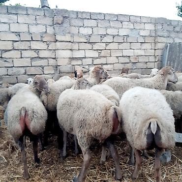 qoyun keci: Qoyun sürüsü – damazlıq - Toplu şəkildə satılır 30 ana qoyun 4 Qoç — 4
