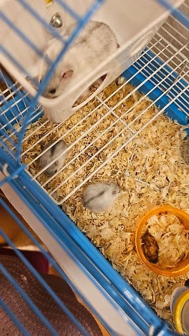 Ag hamsterler ikisini alana 8 m