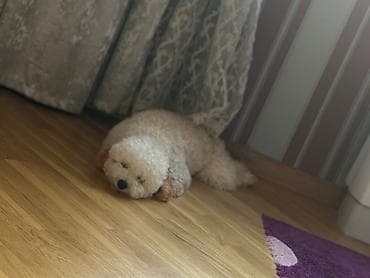 itləe: 1 yaşı yoxdur Toy pudel adı Teddidir 400 manat satıram aşağı yeri — 2