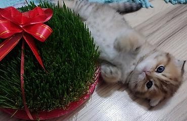 it heyvan: Qızıl şinşilla, Dişi, Yaxşı əllərə, Ünvandan götürmə — 5