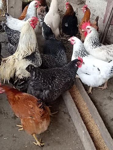 yumurta: Qarışıq toyug yumurtasi tam mayalidi. Xarkov serebrist . Maştagada — 5
