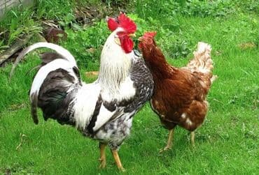 cucə alıram: Toyuq cücələri, Ətlik — 6