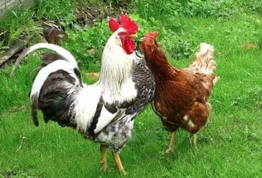 kent cüceleri: Toyuq cücələri, Damazlıq, Ödənişli çatdırılma — 11