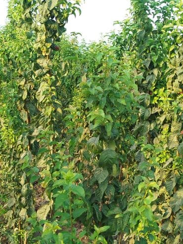 zeytun satışı: Hər növ ağac tinglerinin satışı — 18