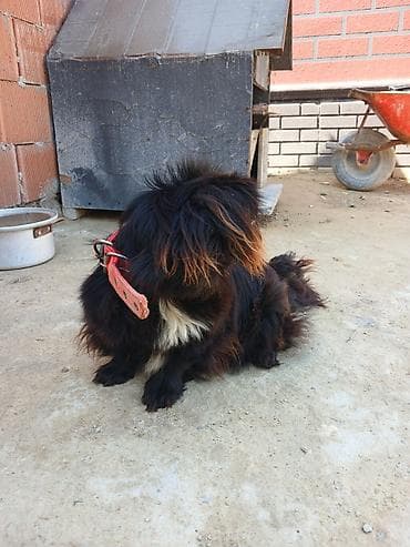 heyvanlar pişik: Pekines — 7