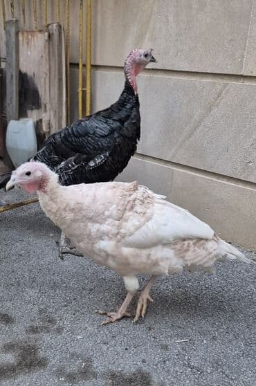 hinduşqa gəncə: Sağlam cavan hinduşqalardı cüt satılır.saxlamağa şərait olmadığı üçün — 6