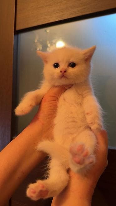 pişik almaq: Şotland yastı qulaq, Dişi — 7