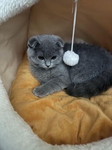 qold pişik: Şotland, Dişi, Yaxşı əllərə — 2