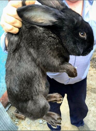 Digər kənd təsərrüfatı heyvanları: Dovşanlar Flandr cinsli. Flandr cinsli dovşan balaları satılır. Ən — 10