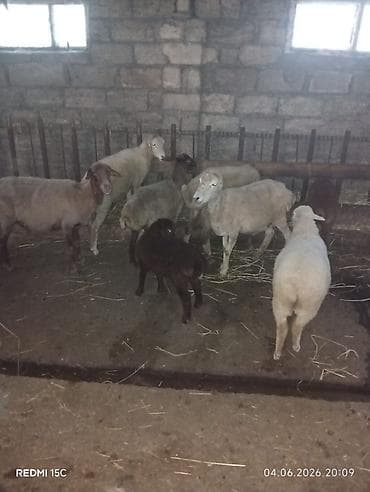 diri quzu: 2 Balalı qoyun qoca balaları erkekdir 2dişi toğulu 1qoc 1dene arağas — 3