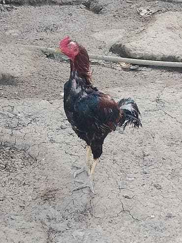 it heyvan: Xoruz, Heyratı, il: 1, Ünvandan götürmə — 1