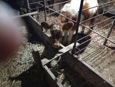 cins ineklerin satisi 2018: Danalar satılır 4 aylıqdılar şəkinin qoxmuq kəndindədi tam sağlam ot — 1