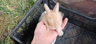 cuce satilir: Dovşan balaları satılır 5 manatdan başlayır qiymətləri. ölçüsünə və — 5