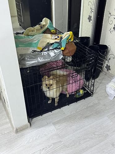 Quşlar: Şpitz, 10 ay — 3