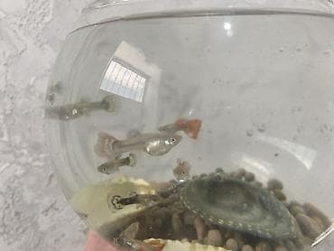 kreditle it satisi: Yumru akvarium, Balıqlarla birlikdə, 3 l, Ödənişli çatdırılma, Ünvandan götürmə — 2