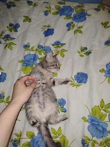 Gümüş rəngli balaca pişik – zolaqlı naxışlı, yumşaq və tüklü kürk — 3