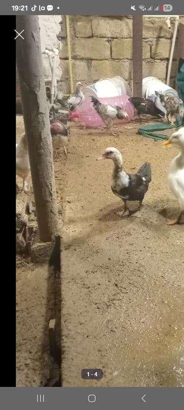 pekin ordeyi: 9 aya kecib feredr damazliq yerim yoxdur deye satlir Xüsusiyyətlər: - — 3