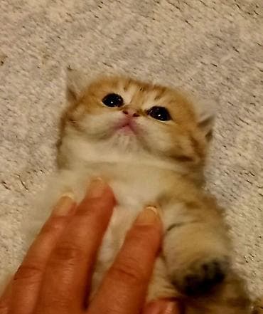 Britan, Erkək, Yaxşı əllərə, Ünvandan götürmə lalafo.az -da Britan, Erkək, Yaxşı əllərə, Ünvandan götürmə