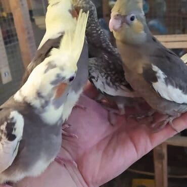 Gəmiricilər: Salam. ENDİRİMLƏR🦜🐦 DANIŞAN VƏ DANIŞMAGA HAZİR OLAN QUŞLAR — 1