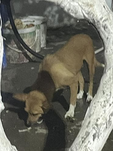 İtlər: 3 ay, Ödənişli çatdırılma — 1