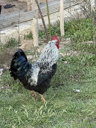 xoruzdar: Məhsul: Qara-lələklı, gümüşi yaxalı toyuq cinsi xoruz Xüsusiyyətlər — 4