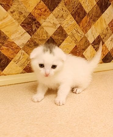 Digər heyvanlar: Britan, Pulsuz çatdırılma — 1