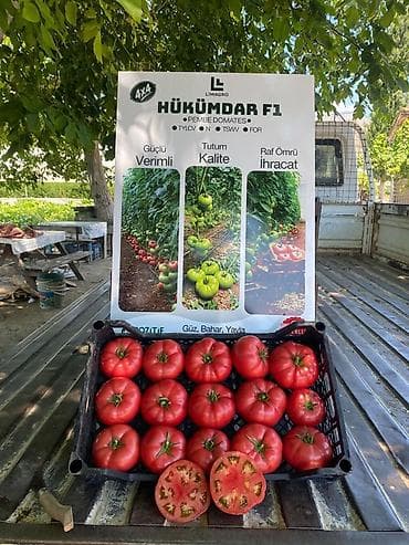 kovralit satisi: HÜKÜMDAR F1 – Pembe domates (pomidor) Toxumları SATILIR tam serfikatli — 1