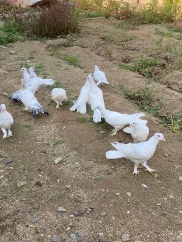 danışan quş: Hündürayağ enniquyruğlar Cavan quşlardı törəmədilər Gözlü cinsdi — 2