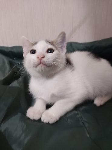 Кошки: Отдам в добрые руки очаровательного котёнка от домашней кошечки — 1