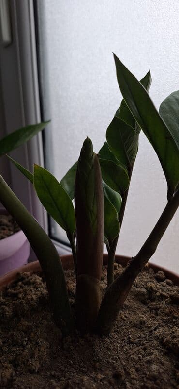 Buket güllər: Zamioculcas zamiifolia (ZZ plant) – qəhvəyi plastik dibçəklə birlikdə — 4