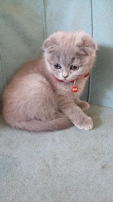 Şotland yastı qulaq, Dişi, Yaxşı əllərə, Ödənişli çatdırılma