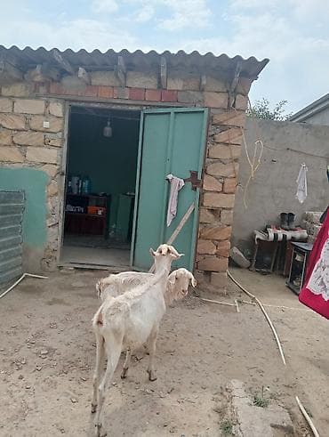 sane keci: Dişi, Zanen, il: 1, 50 kq, Damazlıq, Pulsuz çatdırılma — 3