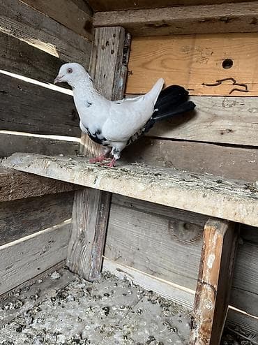doberman balasi satilir: Çayka çil maya tutulma oynaqdi heyvan.Qiymete göre heçkim yazmasin — 5