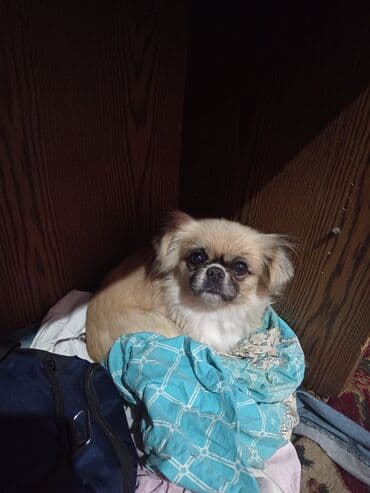 Pekines, Dişi, Peyvəndli lalafo.az -da Pekines, Dişi, Peyvəndli