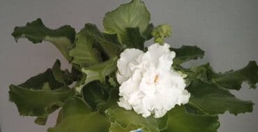 tək qızıl gül qiyməti: Цветущие фиалки.По 8м — 2