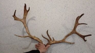 dana qiyməti xaçmaz: Təbbi maral buynuzu qiyməti 200 manat — 2