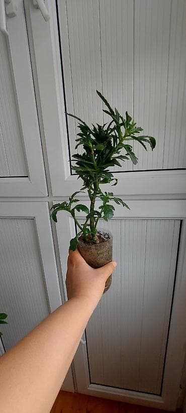 maral buynuzu gulu: Maral buynuzu gülü. Böyük-15 azn, balaca 6, 5 3 azn — 5