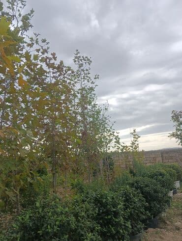 badam qiyməti: Xan cinar 3metir 4 metrlik 15 azin çox alsaz mzakire olunacaq — 6