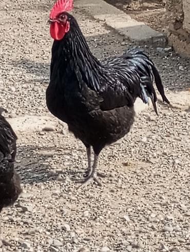 ayliq 10 azn internet: Astrolop xoruzları təmiz qan uzun quyruq. 3 ədəd.bir ədədi 80 AZN — 4