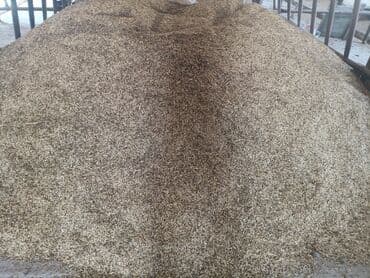 Tərəvəzlər: Arpa və buğda satılır.28 qəpik.3 ton arpa 3 ton buğda var.icərisində — 2