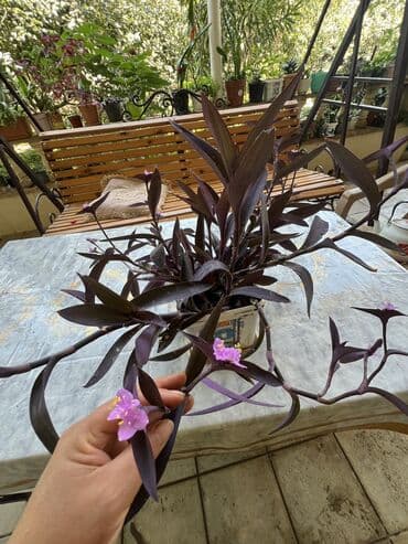 yumru xalça: Xalça — 23