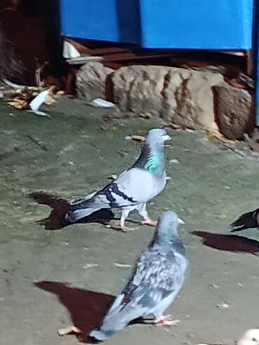 Akvariumlar: Salam satdig kemeri GOYLER var isdiyen yazar videosun ataram.Deyerinen — 1