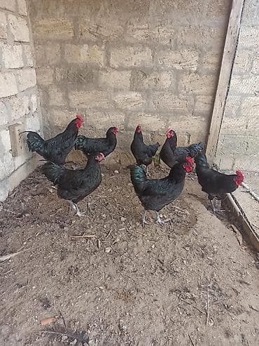 Digər heyvanlar: Toyuq, Damazlıq — 2